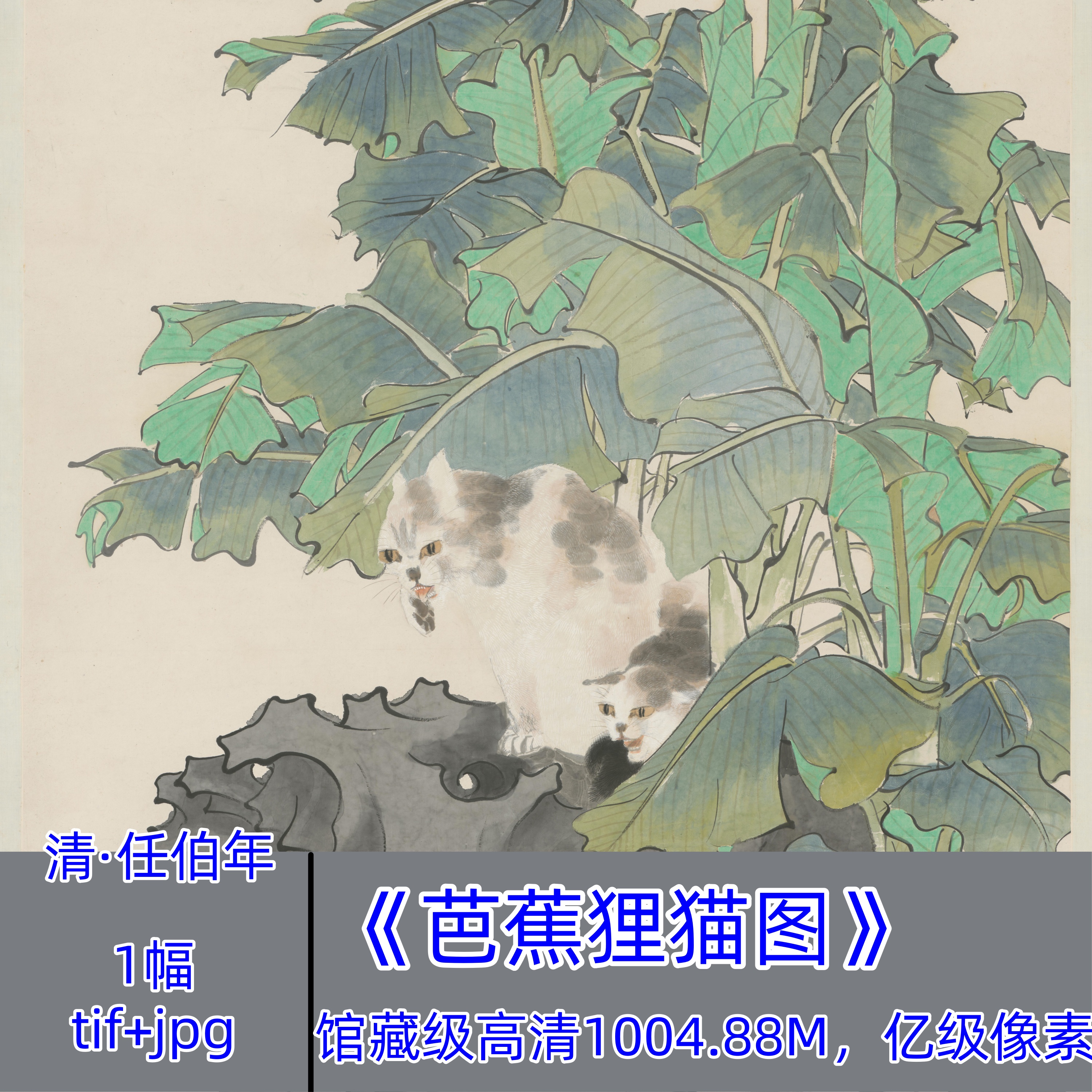 清代任伯年/芭蕉狸猫图/馆藏级高清国画电子版小猫咪图片写生图轴