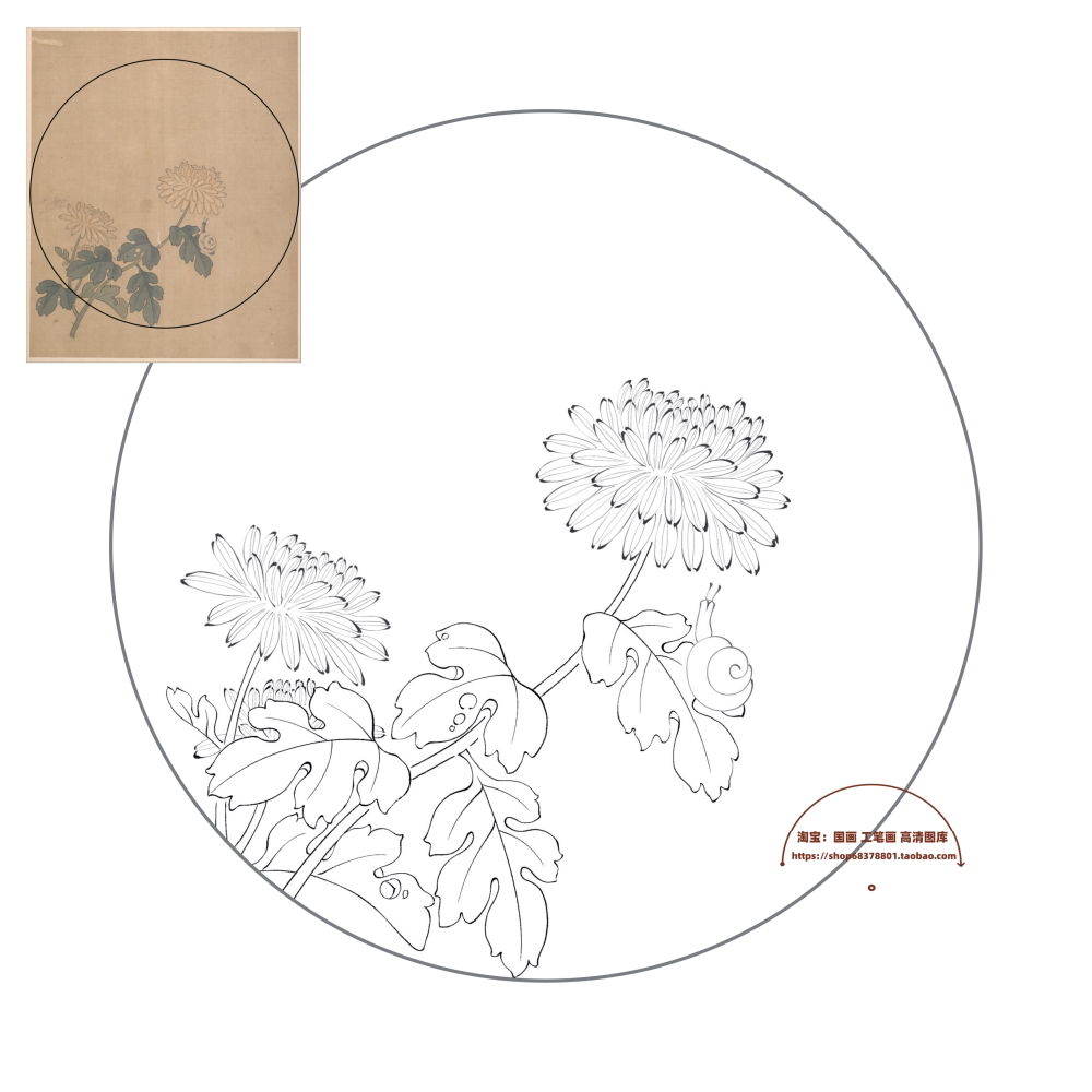 明代陈洪绶写生花鸟册菊花扇面白描底稿/工笔菊花团扇临摹素材图