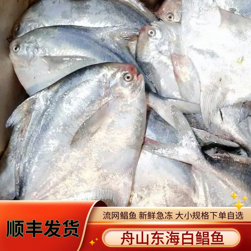 宁波舟山海鲜流网鲳鱼2斤新鲜大白鲳鱼正宗海捕海鱼速冻发货