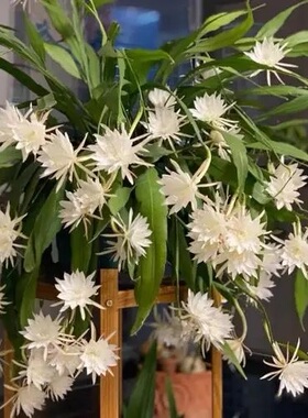 印尼小叶昙花大叶昙花月下美人室内阳台庭院植物绿色盆栽盆景花卉