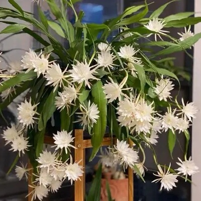印尼小叶昙花大叶昙花月下美人