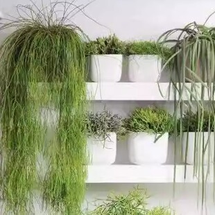 绿鱼尾 孔雀翎 玉珊瑚红叶丝苇趣味易养多肉室内垂吊耐阴绿植盆栽