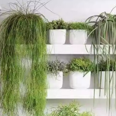 绿鱼尾孔雀翎玉珊瑚红叶丝苇