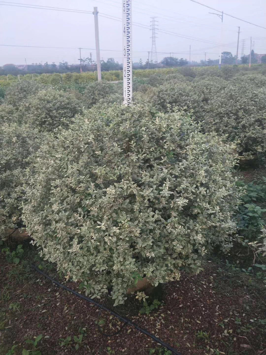银姬小蜡 花叶女贞球形 园林庭院绿化苗木盆栽地栽都可以四季常青
