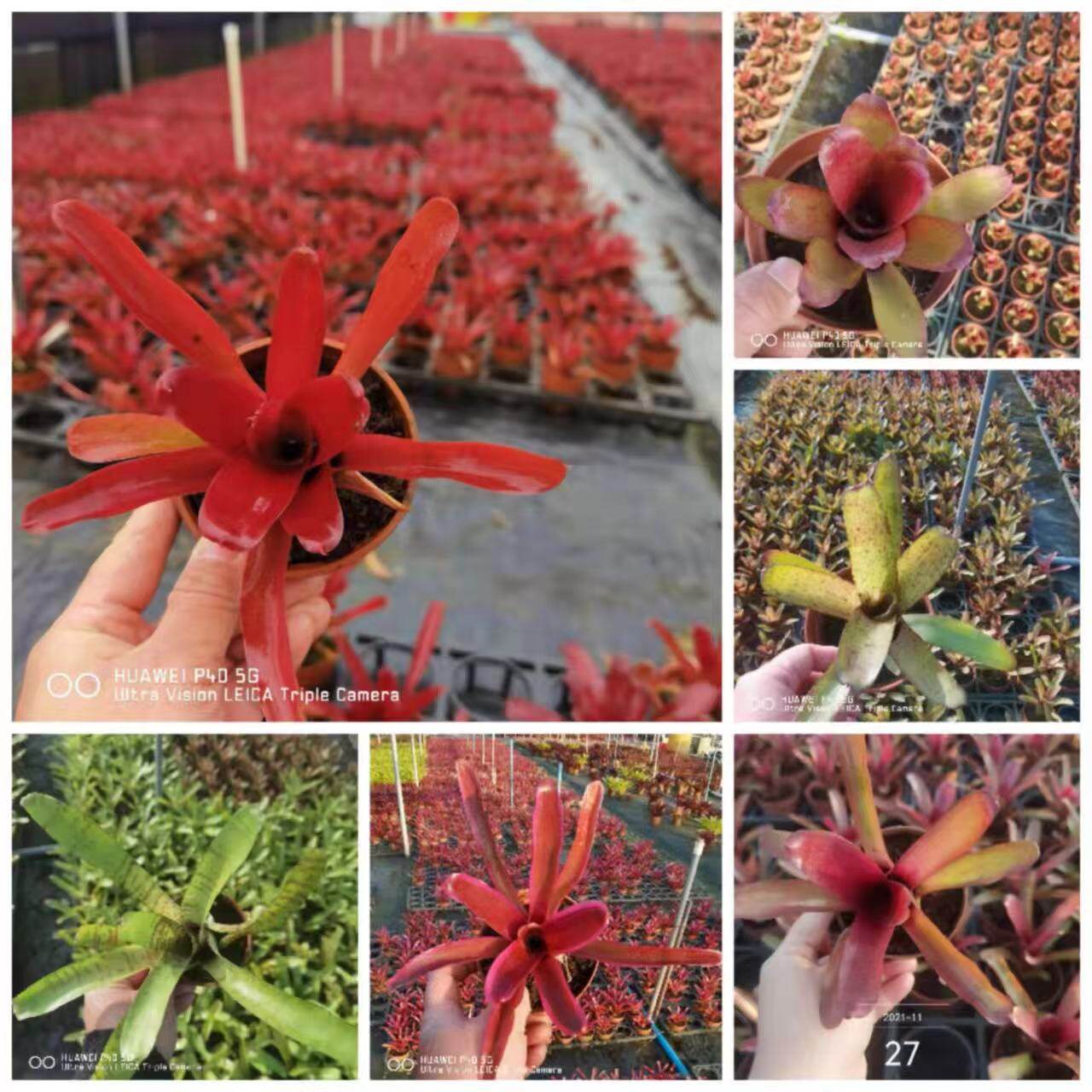 小型积水凤梨红火球 条纹火球 琳达 红苹果 天使 胡椒 雨林植物