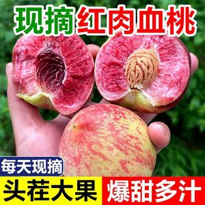 特级血桃新鲜水果红心脆甜桃子桐柏朱砂红离核胭脂红桃子现摘现发
