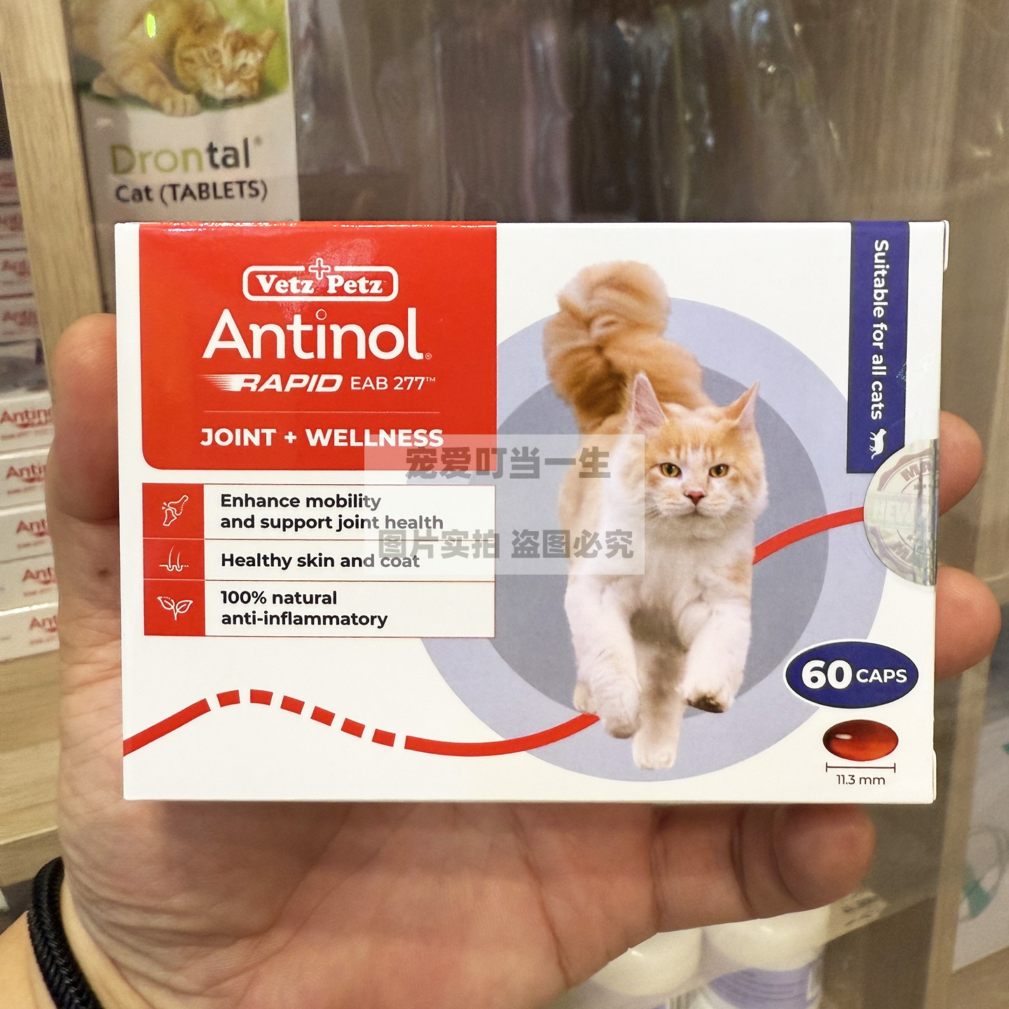 港购 新西兰Antinol 猫关节保健 加强软骨素折耳猫增强活动能力