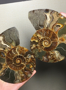 天然斑彩螺崖海螺远古生物化石玉化螺原石切片教学标本装饰品摆件