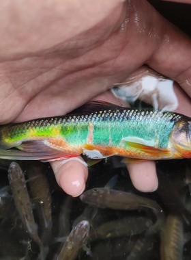 观赏鱼原生鱼长鳍鱲六安红腹宽鳍鱲鱼苗溪流冷水鱼不加温懒人养鱼