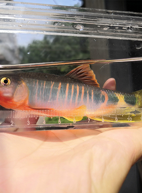 类高屏鱲 原生冷水观赏鱼浙江鱲 长鳍鱲宽鳍鱲平鱲 溪流鱼 桃花鱼