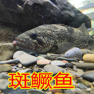 原生鱼冷水观赏鱼斑鳜鱼鳜鱼苗桂鱼圆桶鳜 老虎鳜 斑点鳜鱼