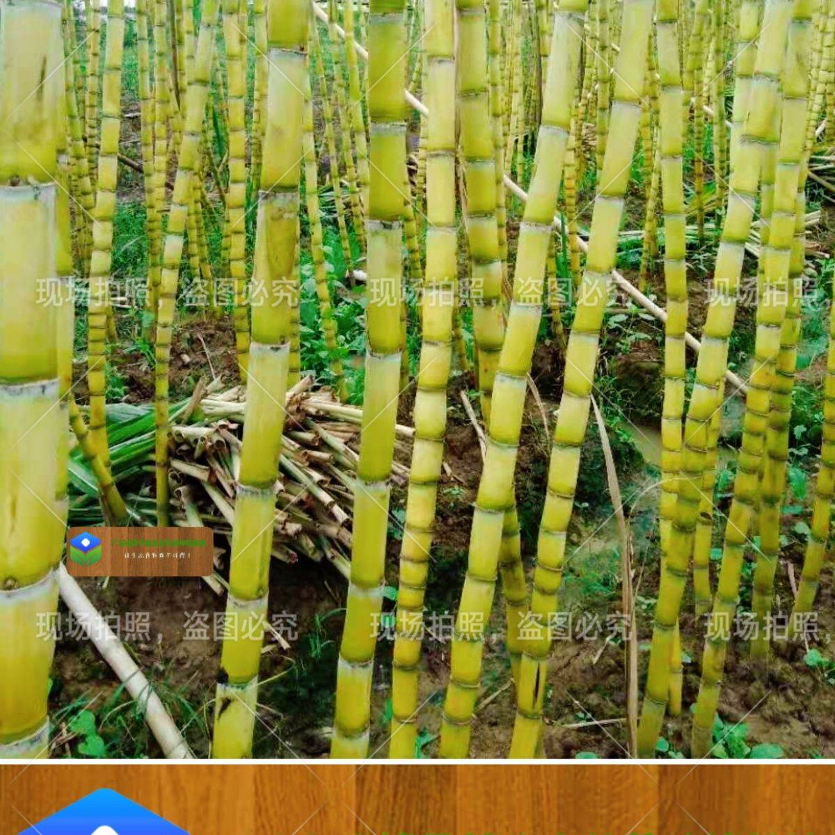 正宗浙江青皮甘蔗新鲜水果当季脆甜果糖蔗榨汁糖浆