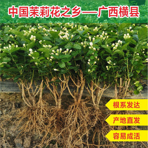 横县重瓣茉莉花阳台花卉