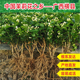 横县重瓣茉莉花苗茉莉花盆栽阳台花卉盆栽