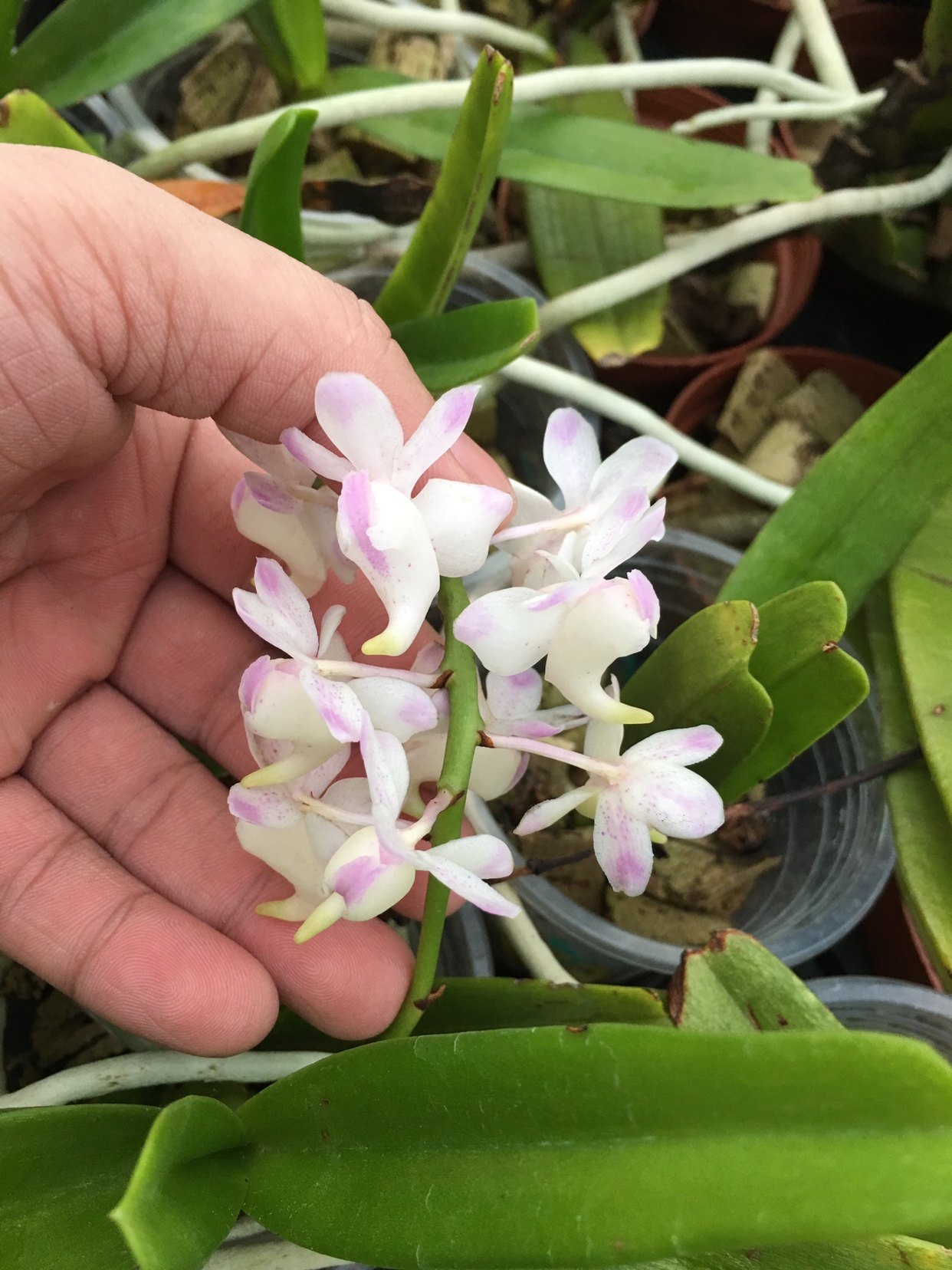 越南原生种 仙人指甲兰  洋兰 有香味 aerides up