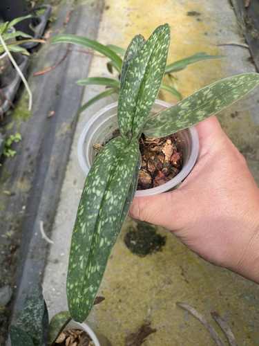 文山兜兰Paph.wenshanense 好养 易养 花期春季