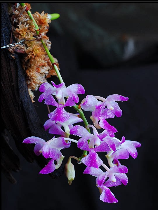 越南原生种 红玫瑰指甲兰  洋兰 有香味 aerides crassifolia