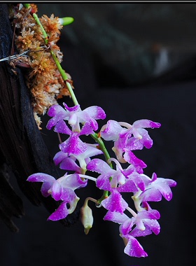 越南原生种 红玫瑰指甲兰  洋兰 有香味 Aerides crassifolia