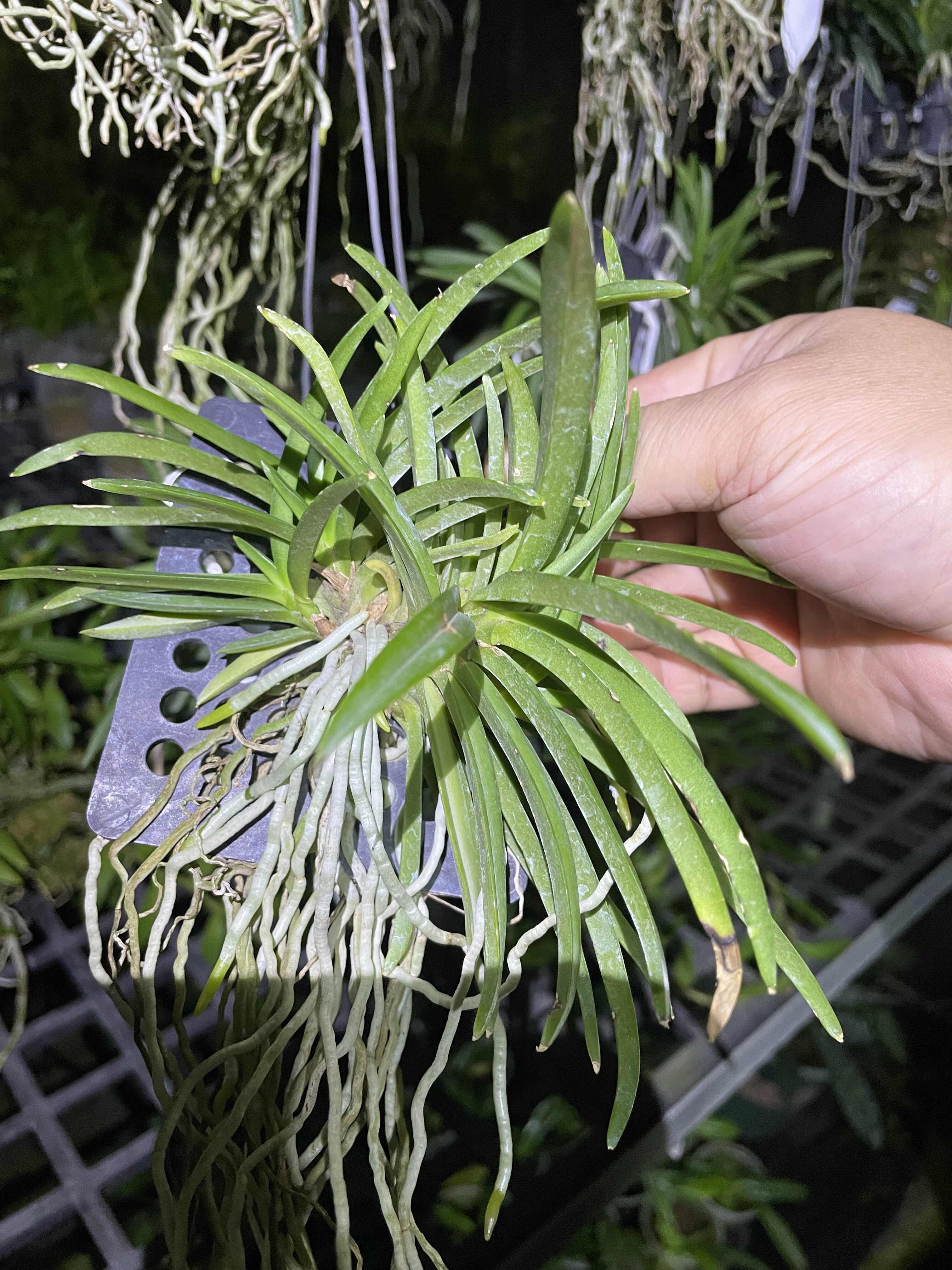 粉红色风兰 丛生多苗，种植多年