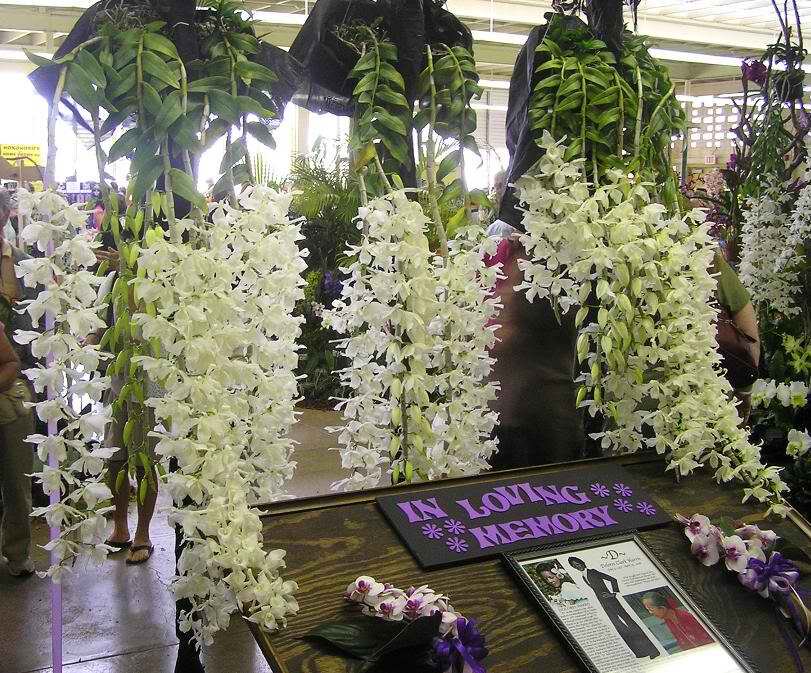 白檀香石斛 den.anosmum var. alba (卓花)原生种 包对版 非常香
