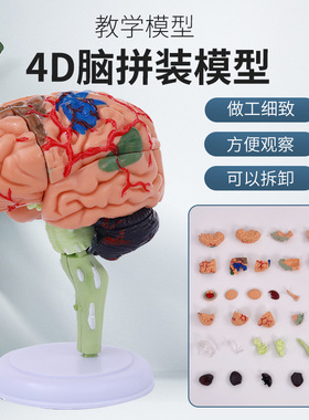 4DMaster 4D拼装人体解剖模型 医学模型 大脑模型脑结构模型