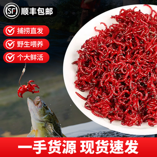 红虫活饵鲜活特大号公虫活体活饵喂鱼饵拉饵鲫鱼鲤鱼野钓饵料鱼食