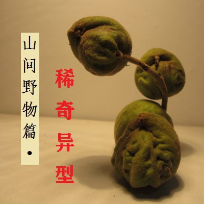 文玩把玩核桃狮子蛤蟆头手串秋子手持吊坠 收藏级秦岭野生稀有异