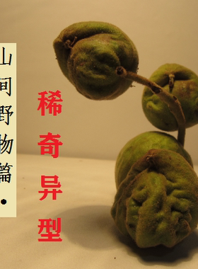 文玩把玩核桃狮子手串秋子秦岭异