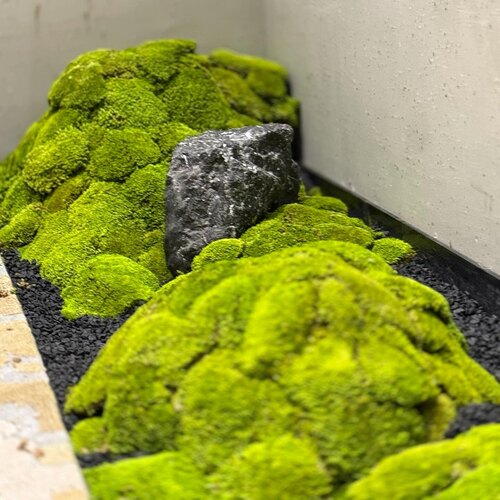天然永生苔藓室内仿真树造景铺面