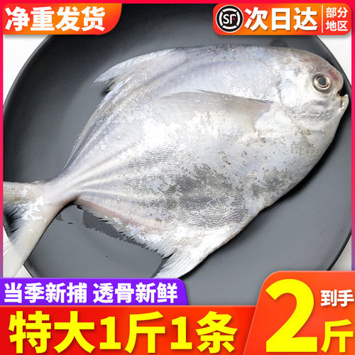 舟山东海野生昌平新鲜冷冻大鲳鱼