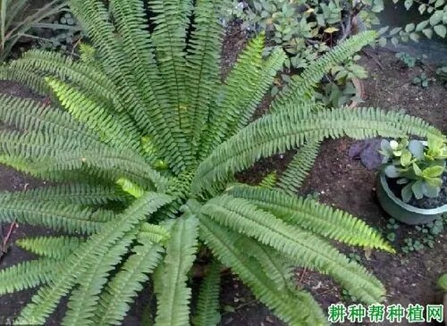 蜈蚣草种植扦插条蜈蚣蕨小贯仲百足草自然生长