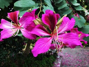 羊蹄甲洋紫荆南洋樱花杆叶