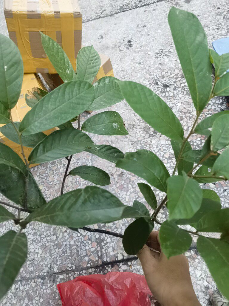 新鲜大罗蕉大花紫玉盘藤椒子山蕉子黄蜂蕉山香蕉山椒子番荔枝叶