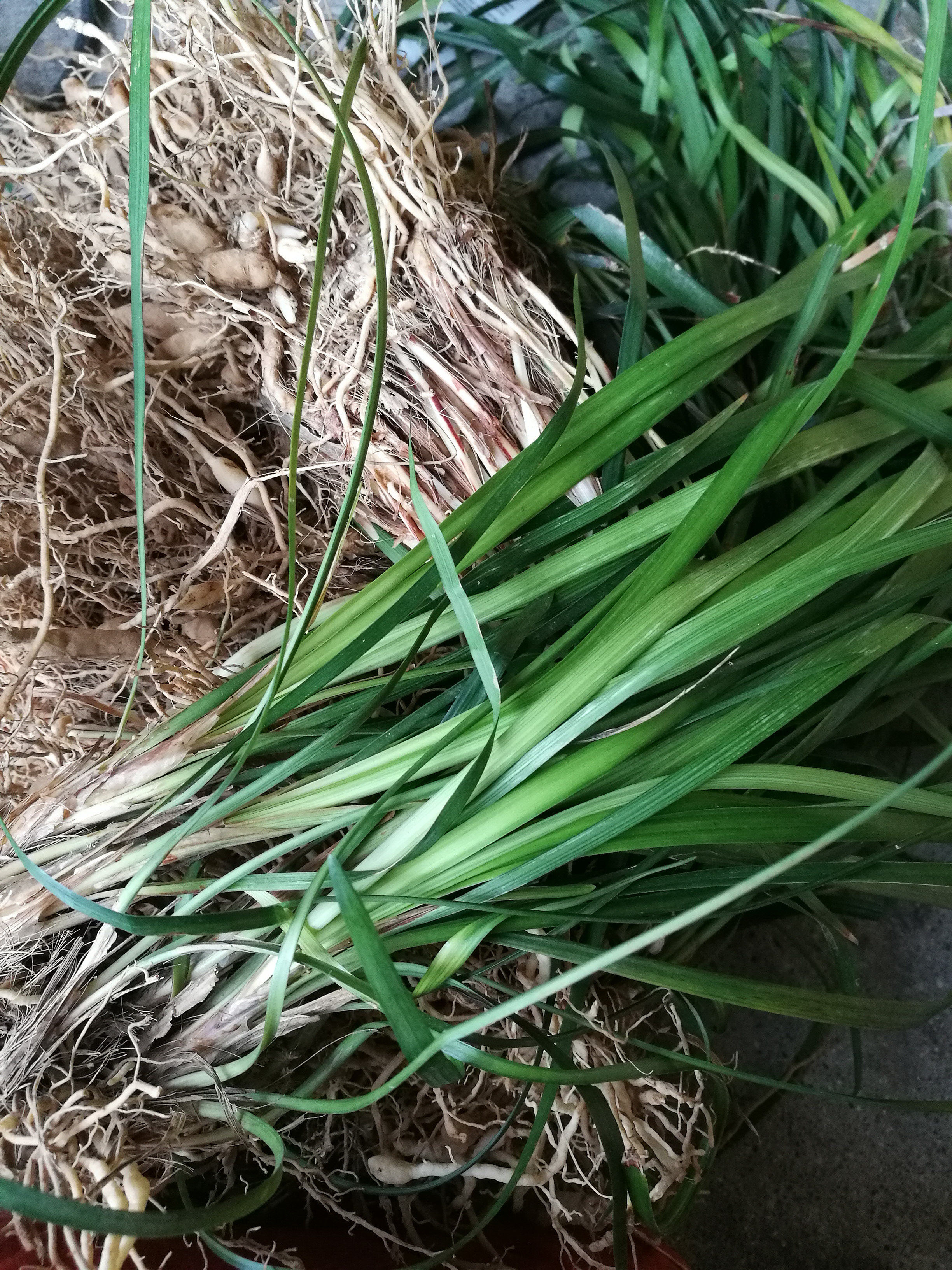 新鲜山韭菜 坡韭菜整棵用来炖鸭的药膳 野韭菜500克