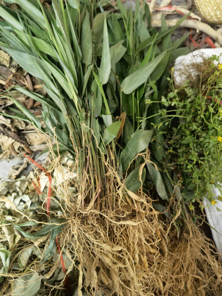 新鲜淡竹叶根 现挖淡竹叶薯 中草药 山鸡米山鸡谷根碎骨子 包邮