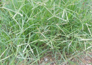 新鲜牛筋草 牛顿草蟋蟀草千斤草千人拔牛顿棕湿品500g