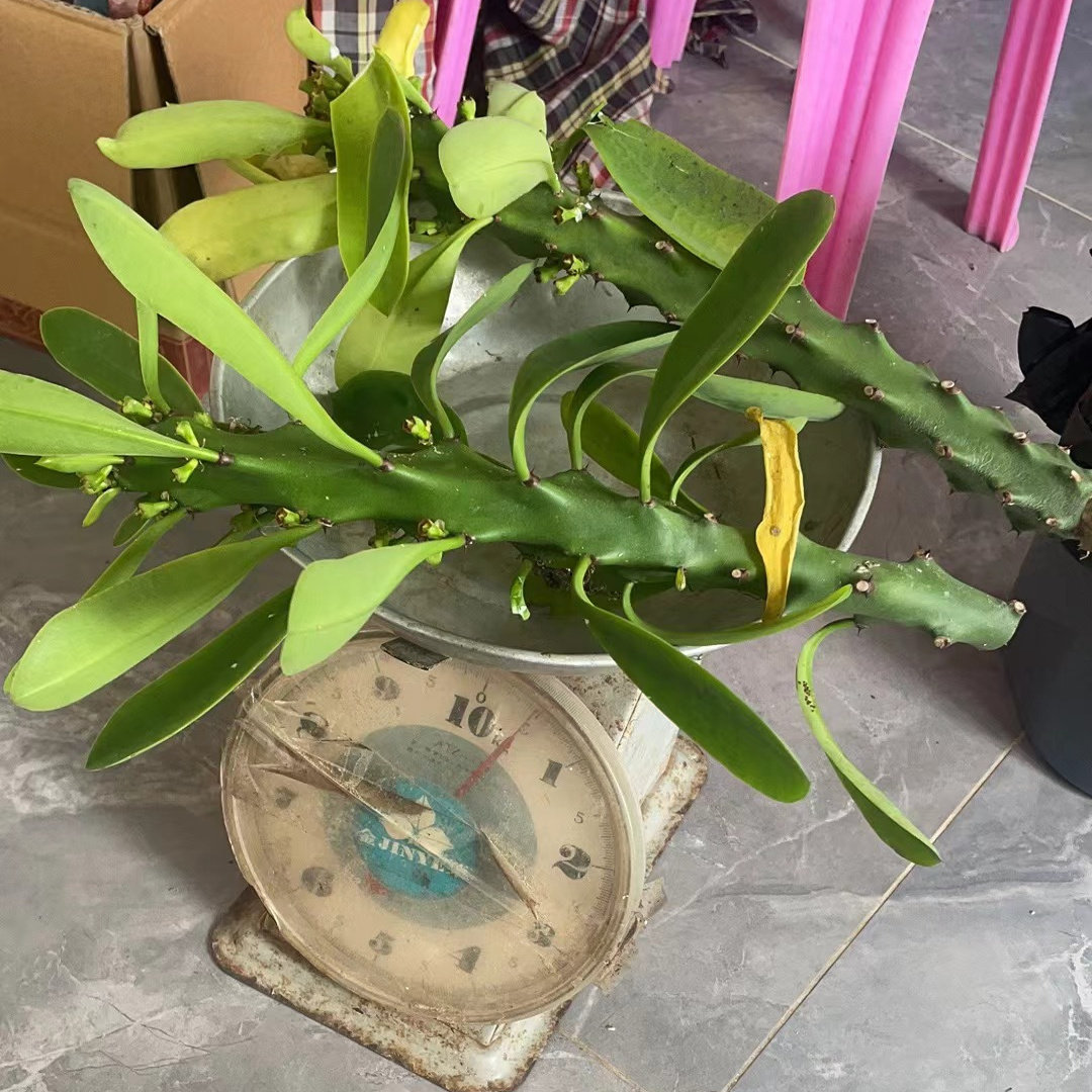 霸王鞭金刚树龙骨鞭草树型仙人掌柱科多肉纂玉麒麟火秧殃簕叶新鲜