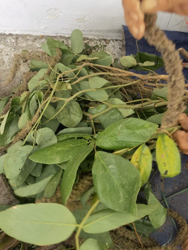 新鲜虎尾轮草狐狸猫尾射根苗晒干石参中草药材炖煲汤汤料1斤