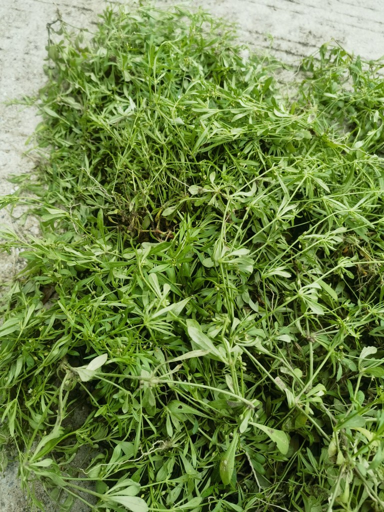 新鲜猪殃殃 猪秧秧 八仙草拉拉藤锯锯藤细叶茜草锯子草小禾镰草