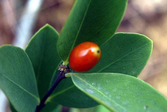 新鲜了哥王 中草药地棉根别南根 地锦皮山麻皮全草 500克