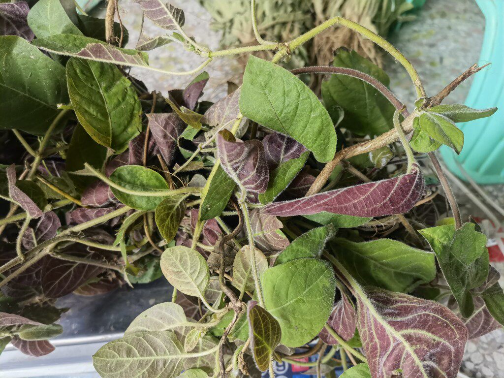 新鲜红鸡屎藤500克广东茂名山区现采现发红臭屁藤鸡矢藤