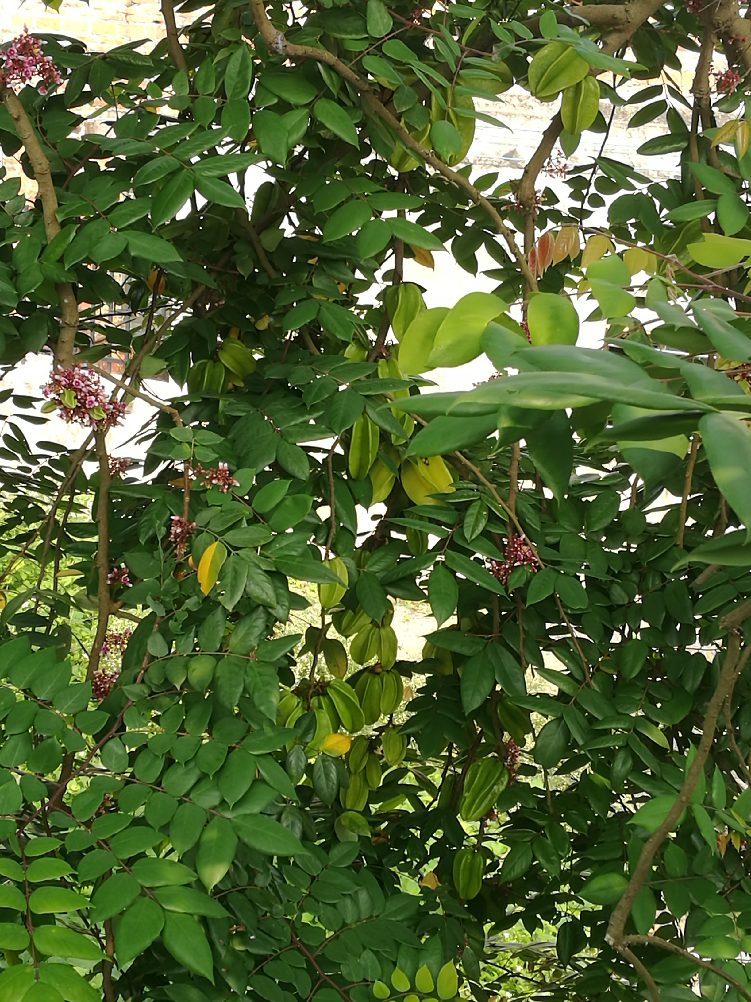 新鲜现采酸杨桃叶500五棱子老树