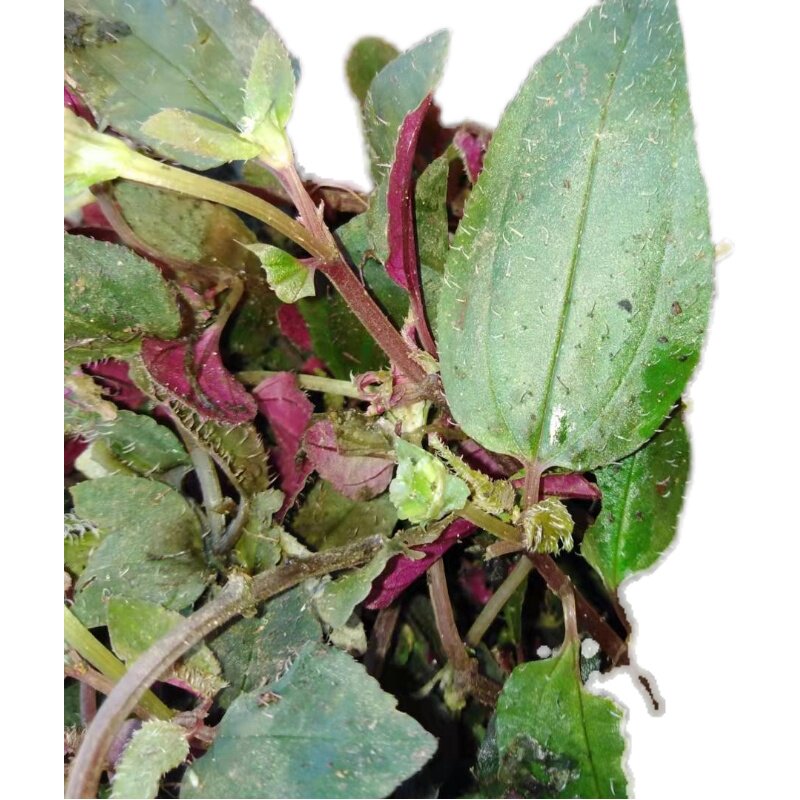 正宗红杆风柜斗草风谷草风鼓草风骨草500g新鲜品包邮