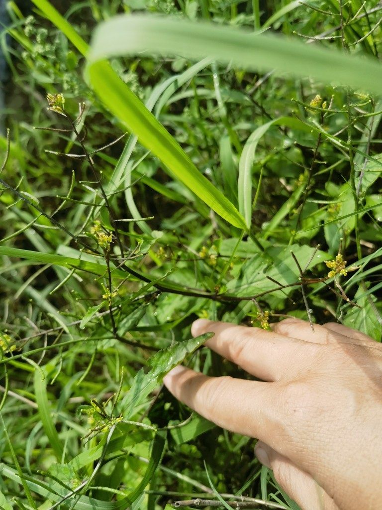 原生态新鲜蔊菜 农家塘葛菜 江剪刀草 野油菜 广东草药假菜仔湿货