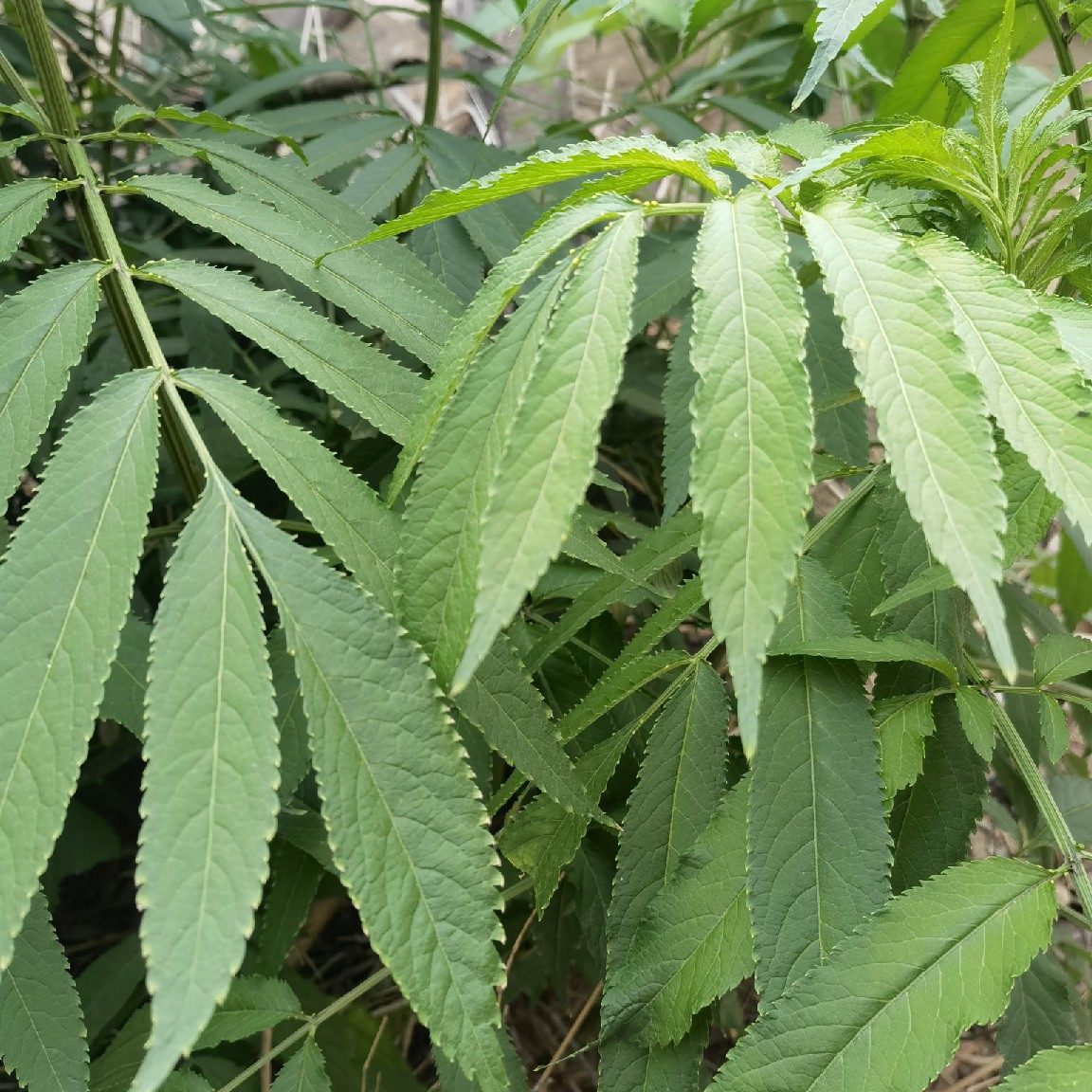 新鲜接骨草 中草药八棱麻 走马风草药 小接骨丹 陆英枝叶500克