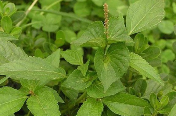 新鲜中草药铁苋菜 海蚌含珠 蚌壳草 500克