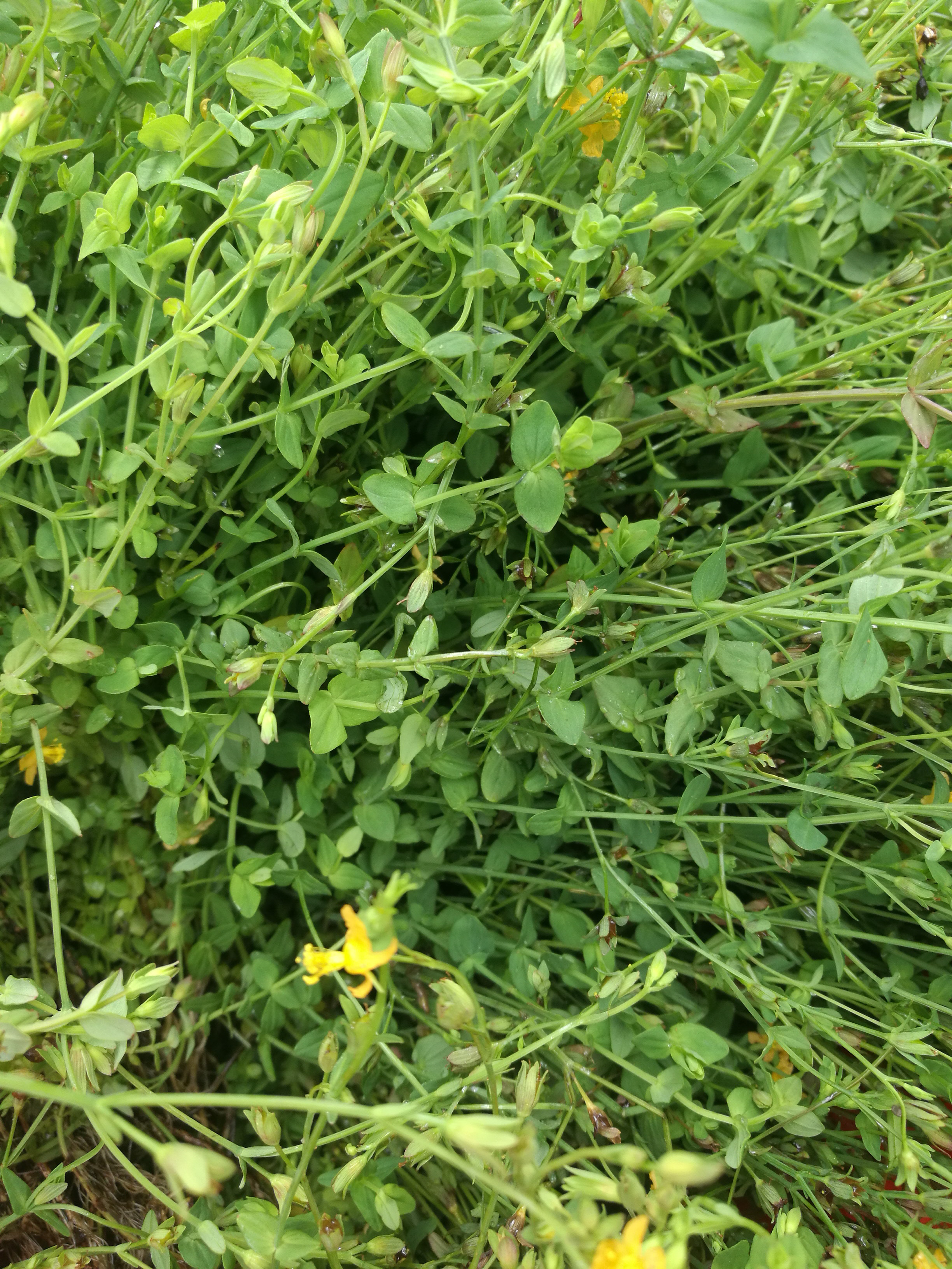 新鲜田基黄地耳草斑鸠窝雀舌草一条香禾虾气禾霞气新鲜现采500克