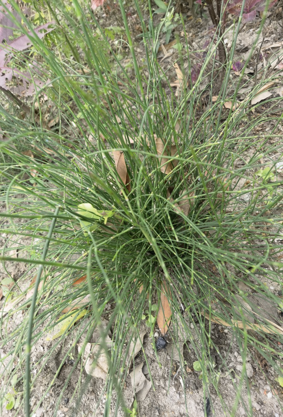 新鲜中药材 骨节草 接骨草 笔杆草 笔筒草 驳节草节节草木贼500克