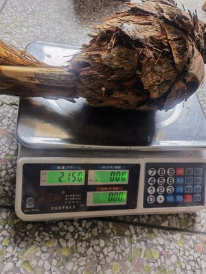 棕榈树嫩心带皮新鲜甜棕树心