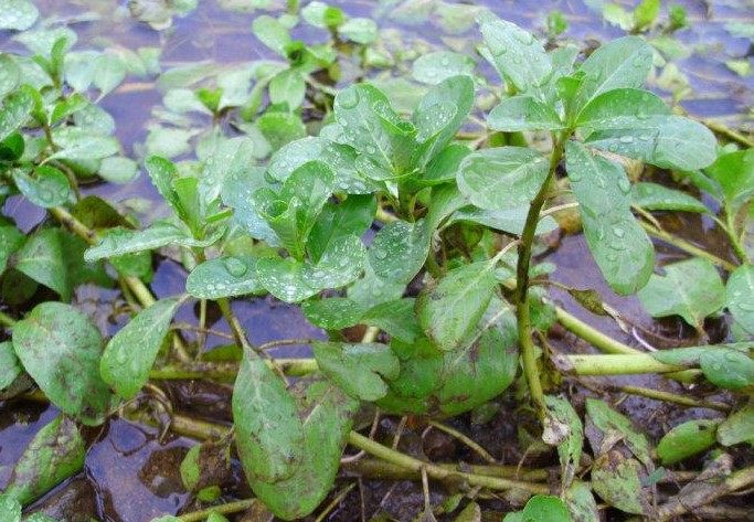 过塘蛇新鲜水龙过江龙过沟江藤现采鱼鳔草水盖菜水浮藤500克